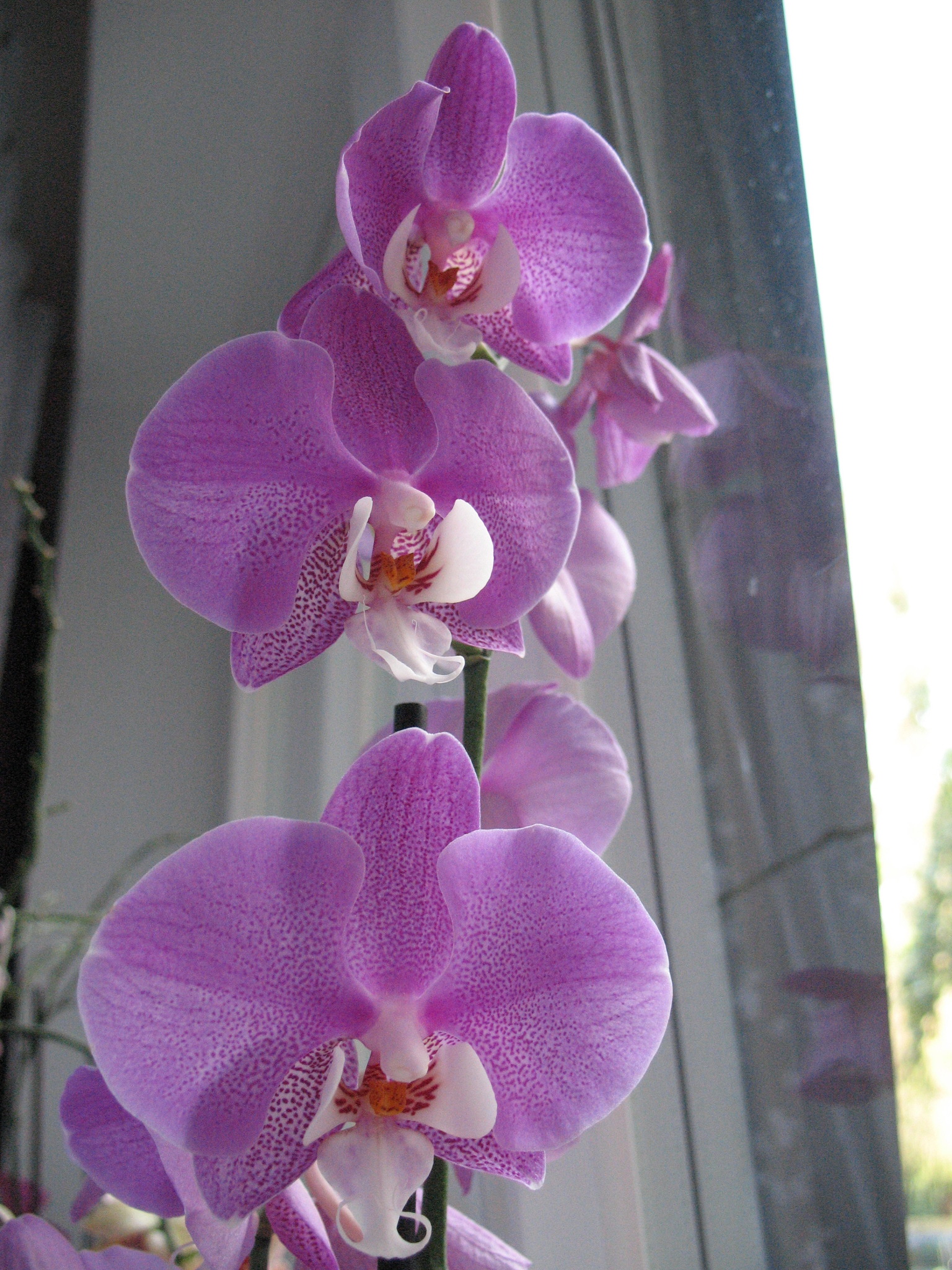 Die Orchideen. Beschreibung, Kultur, Züchtung. Handbuch für Orchideenliebhaber, Züchter und Botaniker [engel-25271] main image 1