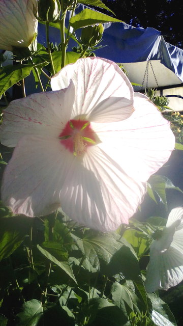 Hibiskus