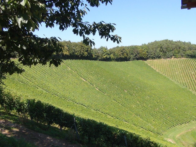 Die umliegenden Weinberge dienen den Kursteilnehmern als besondere Inspiration.