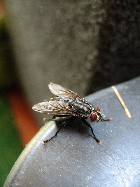 (Empfehlung Vollbild)