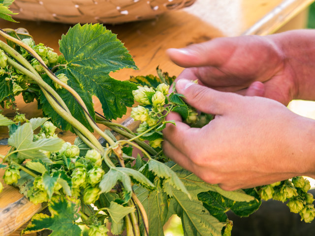 Erst gemeinsam Hopfen ernten, dann gemeinsam Bier trinken. | Foto: Michael Obex