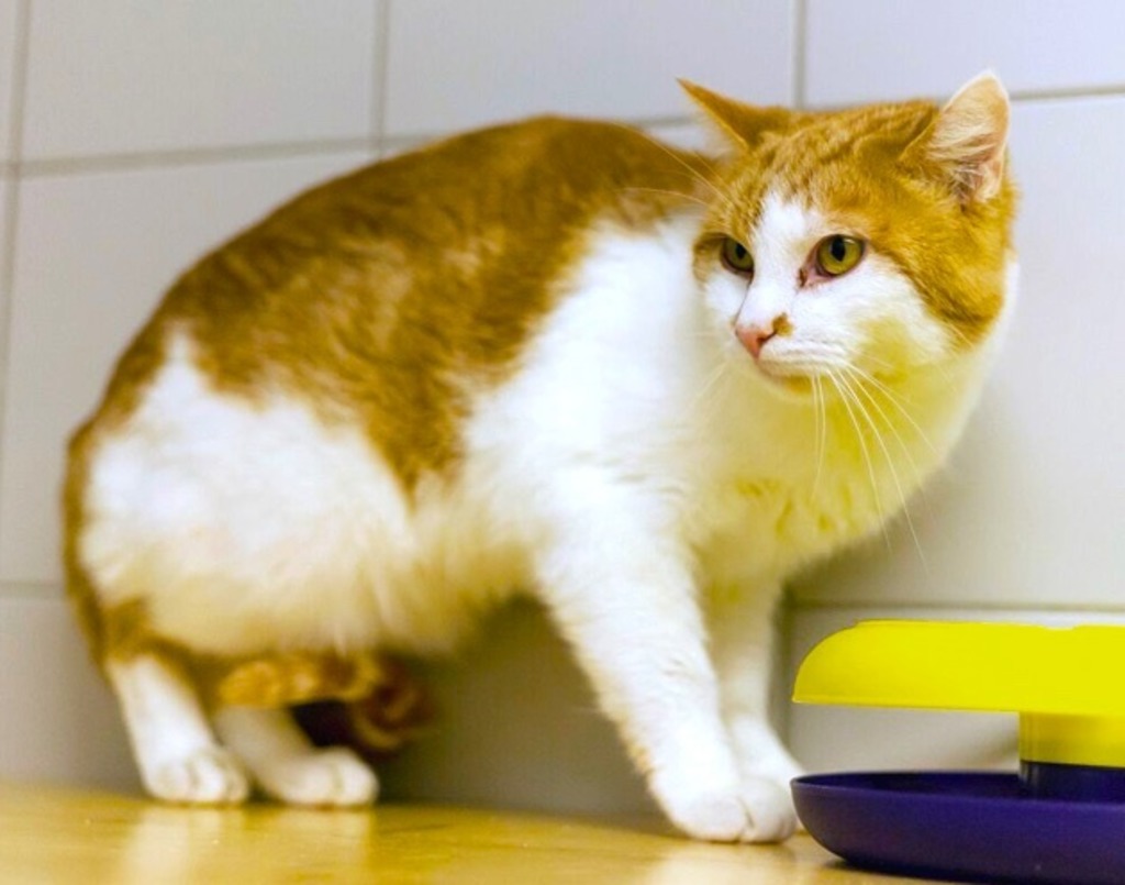 Tiere Suchen Ein Zuhause Spittal