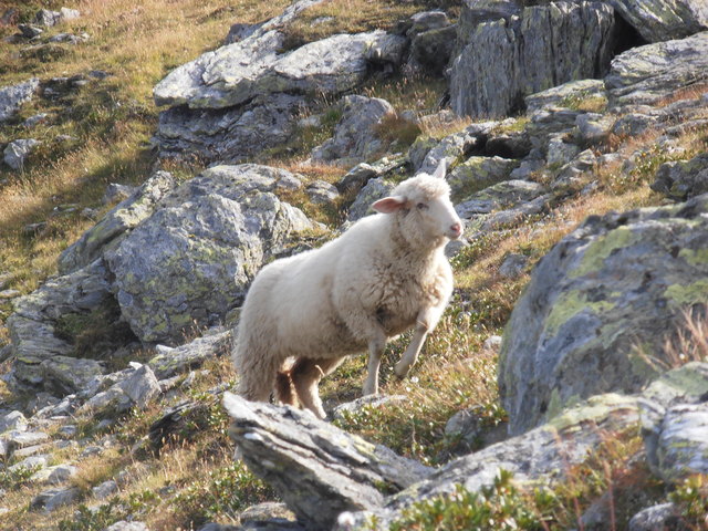 Dieses Schaf habe ich während des Aufstieges zum Glungezer fotografieren können.