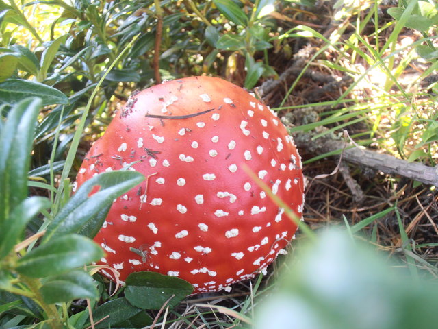 Fliegenpilz