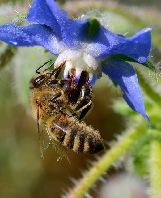 Borretschblüten sind bei den Bienen besonders beliebt .