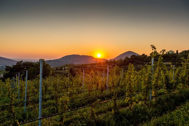 Sonne geht über italienischen Weinbergen unter