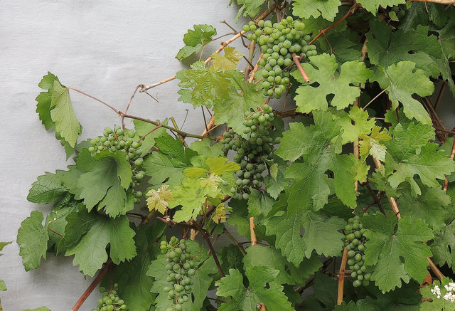 Wenn es der Goldene Herbst gestattet, werden diese Trauben süß und goldig gelb werden.