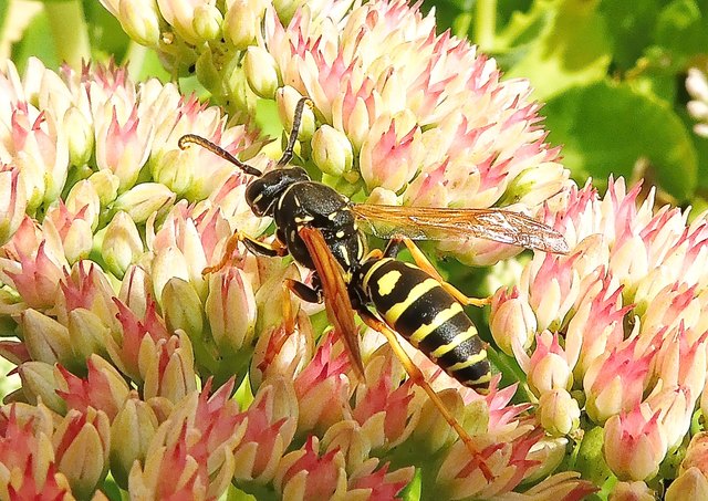 Insekten wie diese Art von Wespe bestechen auch... aber nur durch Schönheit.