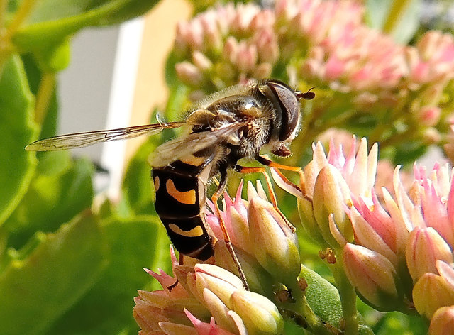 Die Johannisbeer-Schwebfliege wird bis zu 20 mm lang. Sie ist von April bis Oktober aktiv. Die Larven ernähren sich von Blattläusen. Das Weibchen legt ihre 1 mm großen Eier in die Nähe einer Blattlaus-Kolonie.