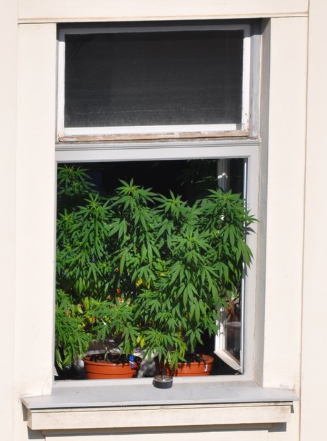Cannabis im Fenster: Ein ziemlich seltener Anblick in Innsbruck