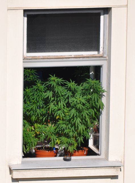 Cannabis im Fenster: Ein ziemlich seltener Anblick in Innsbruck | Foto: SPK Innsbruck