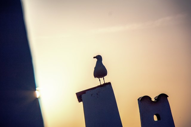 Möwe