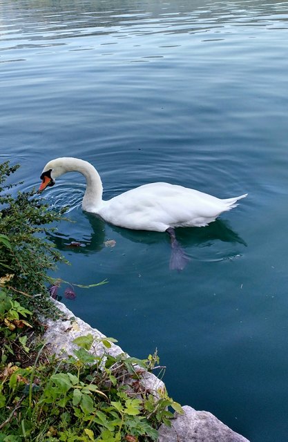 Schwan in Bled/Slowenien, hat auch eine Pause gemacht und so konnte ich ihn knipsen...