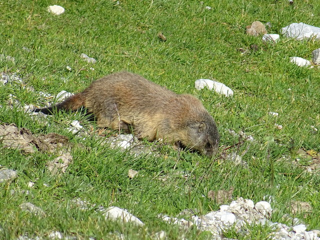 Bis es sich zum monatelangen Winterschlaf verkriechen kann, muss das Murmele noch ordentlich Kräuter, Gräser, Samen und Insekten futtern