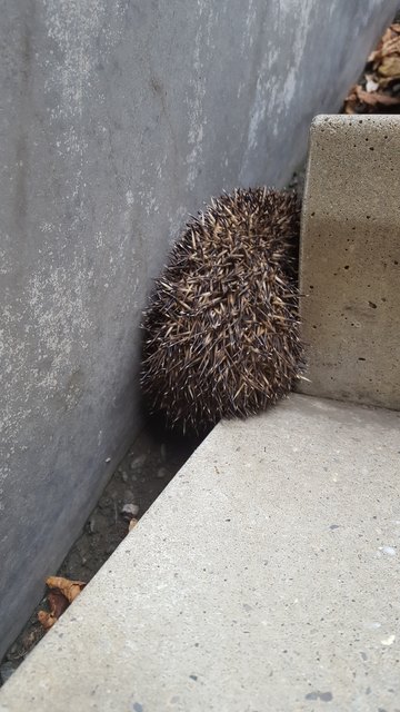 Ein Igel in Bedrängnis