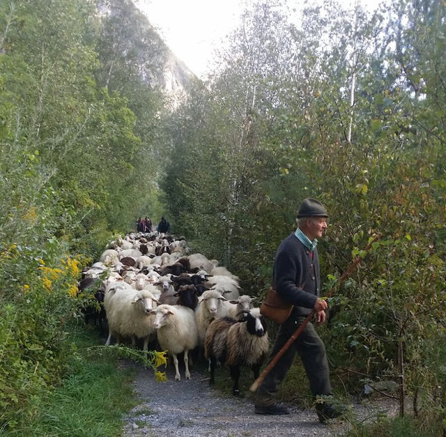 Foto: Schaf- und Ziegenzuchtverein Zams