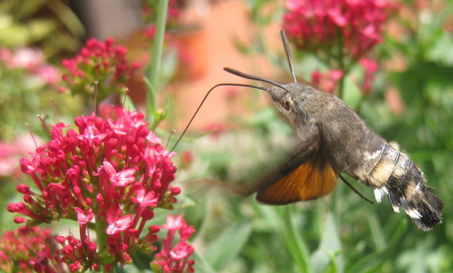 Das Taubenschwänzchen ist ein Schmetterling aus der Familie der Schwärmer. Obwohl zu den Nachtfaltern gehörend fliegt das Taubenschwänzchen auch tagsüber vor allem Blüten mit langem Kelch an.