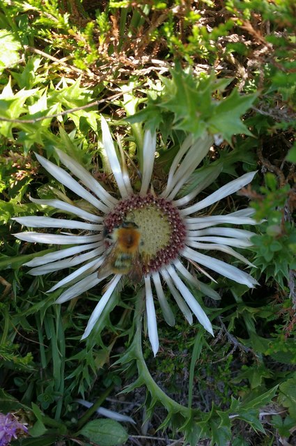 Als ich die Distel bewunderte, kam auch noch eine Hummel dazu...