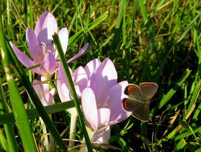 auch dieses Bläuling Weibchen nascht nicht von den giftigen Herbstzeitlosen.