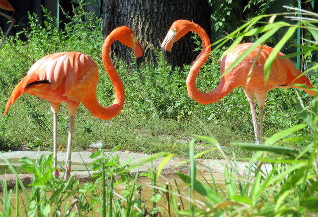 Hier haben sich zwei "Flamingos" im Tiergarten Schönbrunn gefunden und  zeigen "herzliche" Zuneigung!