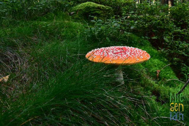 Ein echter Miesenbacher Fliegenpilz.... nixessen