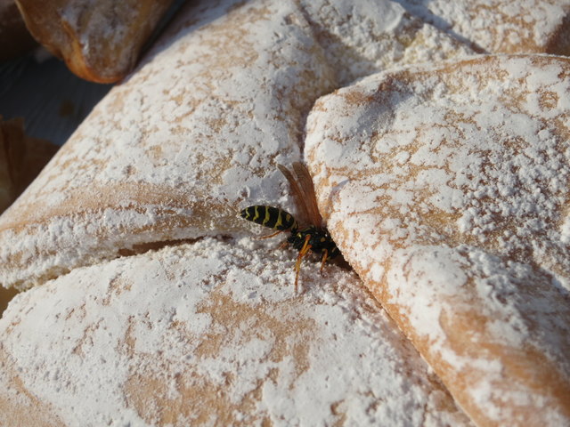 Süßes, Getränke, Eis oder warme Speisen sind bei den schwarz-gelb-gestreiften Insekten, den Wespen, sehr beliebt. | Foto: Fleißner
