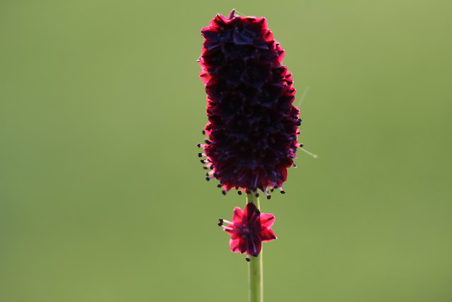 In unserer Wiese hab ich heute Abend diesen großen Wiesenknopf gesehen. Die kleine Extra-Blüte fand ich so zauberhaft. Habt ALLE ein schönes, sonniges Wochenende mit lieben Grüßen von mir.