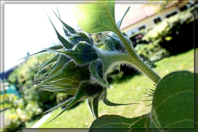 Dass Sonnenblumen-Knospen so kratzbürstig aussehen können!!!!