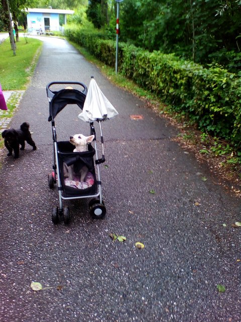 nicht auf 4 Pfoten sondern auf 4 Räder ist dieser Hund unterwegs.er kann leider nicht mehr weit laufen .Artrhose u Leberleiden sowie Alter, ist der Grund. Wenn Frauchen einen weiteren Weg hat, kann er mitfahren.
