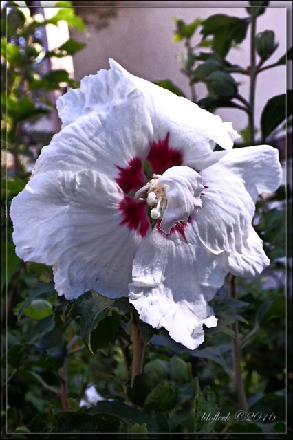 Die Hibiskusblüte benützt ein kleines Taschentuch! ;-)