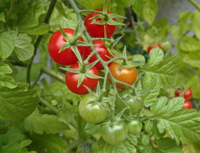 Cocktail -Tomaten zum Naschen :)