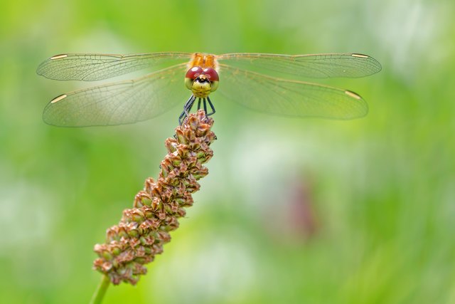 Die Große Heidelibelle (Sympetrum striolatum) ist eine Libellenart aus der Familie der Segellibellen (Libellulidae). Diese bilden eine Familie der Unterordnung Großlibellen (Anisoptera). Bei der Auswahl der besiedelten Gewässer ist die Libelle recht genügsam. Sie besiedelt sowohl flache, warme Weiher als auch Pioniergewässer wie Sandgruben. Die Hauptflugzeit liegt in Mitteleuropa zwischen Juli und Oktober. Der Bestand gilt als gesichert.