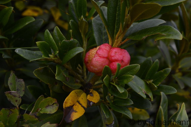 im Herbst am "Almrausch" manchmal zu finden