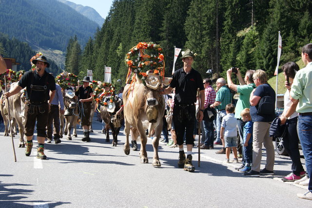 Die geschmückten Tiere – im Bild von der Gampertun-/Grübelealm – wurden durchs Dorf getrieben