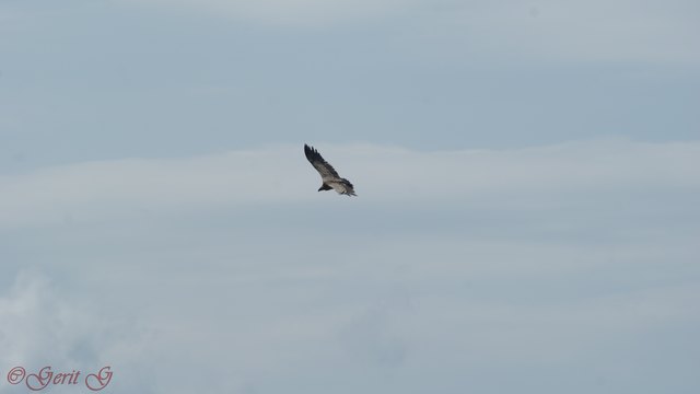 Steinadler am Picco di grubia