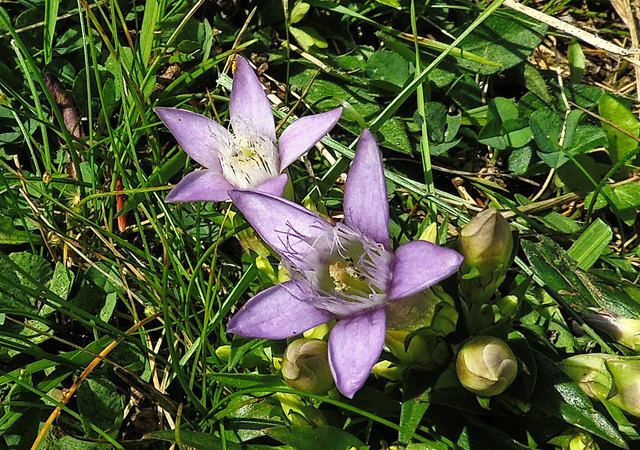 Nun blüht diese Enzianart auf den Weiden bis in den Oktober hinein.