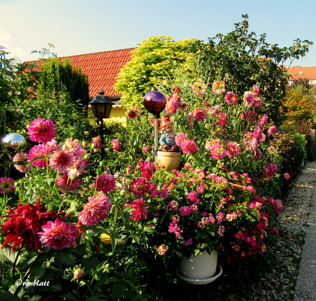 Dahlien, Wandelröschen