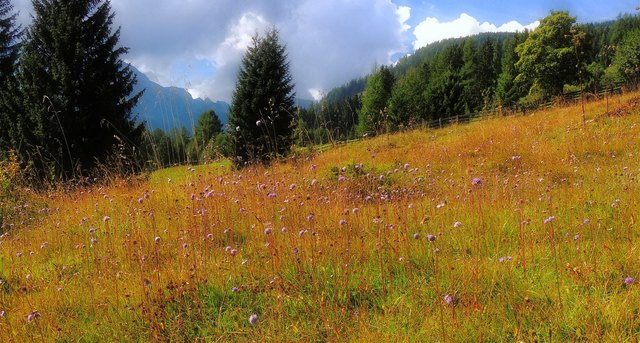 Blühender Teufelsabbiss und Altgras sind nun auf der Weide die Tonangeber.