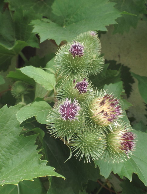 Die zweijährige Klette gehört zur Familie der wilden Korbblütengewächse (Asteraceae). Charakteristisch sind die großen, herzförmigen Blätter und der ca. 60 cm lange kantige Blütenstängel. An seiner Spitze erscheinen im Sommer die" Kletten"wie die violetten Blüten mit ihrem Strahlenkranz aus feinen Widerhaken im Volksmund genannt werden. Zu medizinischen Zwecken dient vorwiegend die Wurzel.