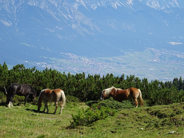 ...findet man sowohl am Berg wie auf dem Rücken der Pferde. Hier am Birgitzköpfl bekommt man davon also die doppelte Dosis :)