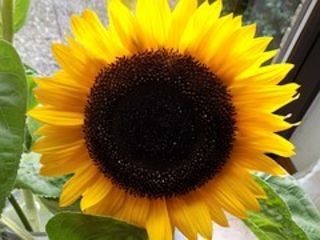 Download Zitate sonnenblume sprueche Free