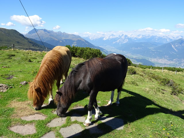 ... haben diese beiden Ponys am Gipfel des Birgitzköpfls. Das Gras schmeckt hier wohl einfach zu gut, um Augen für etwas anderes zu haben...