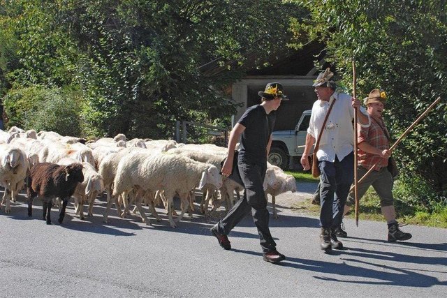 In Inzing ziehen die Schafe wieder ins Tal.