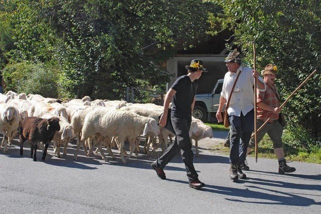 In Inzing ziehen die Schafe wieder ins Tal. | Foto: DI Johann Jenewein