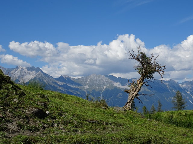 Durch Wind und Wetter, Stürme und schöne Tage bekommen alle ihre Form. Baum und Berge gleichermaßen...