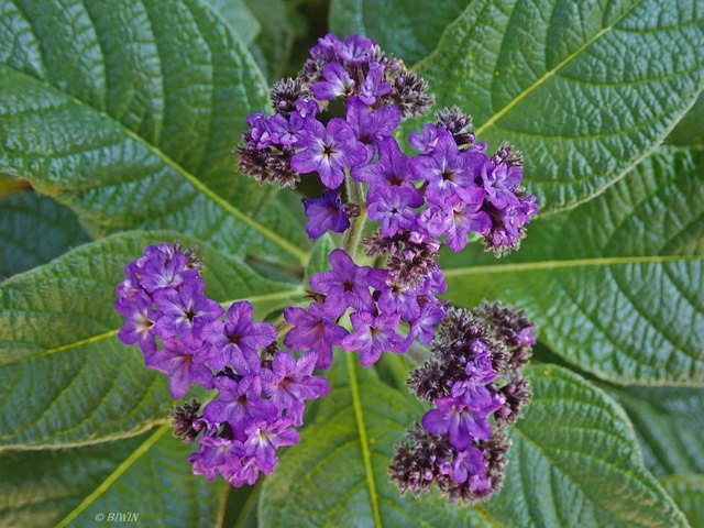 Die Vanilleblume, auch Heliotrop oder Sonnenwende genannt, ist eine Art aus der Familie der Borretschgewächse. Ursprünglich stammt die Vanilleblume aus den peruanischen Anden.