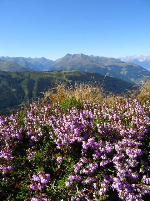 So bunt färbt der September die Natur hoch am Berg (im Hintergrund reicht der Blick über das Senderstal und Salfains u.a. bis zu Rosskogel und Rangger Köpfl)