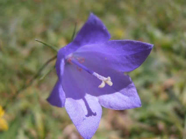 Scheuchzers Glockenblume