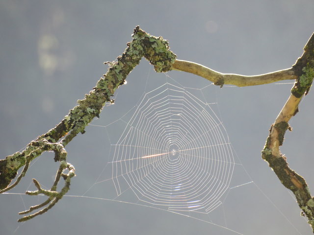 So ein Spinnennetz gehört zu den wenigen Dingen, die beim Rumhängen richtig schön aussehen und dabei auch noch eine Aufgabe erfüllen ;)