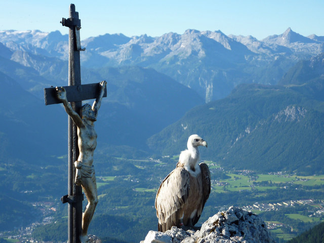 Gänsegeier
